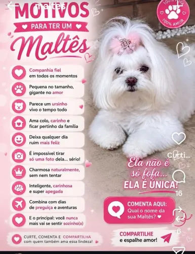 Filhotes Maltês