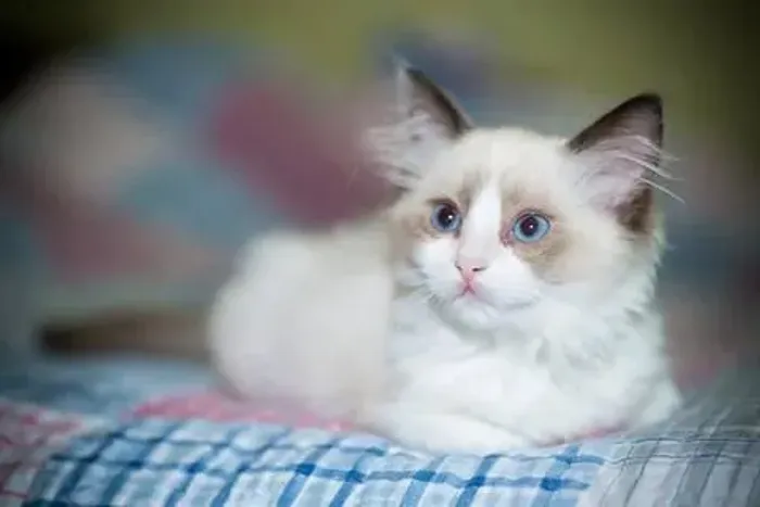 Ragdoll