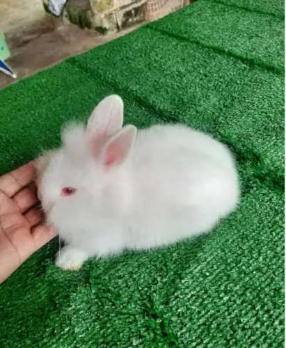 Femea Mini Lion pura bem peluda