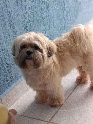 Lhasa Apso procura namorada Caruaru PE