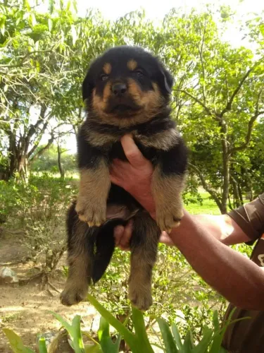 Rottweiler filhotes cabeça de touro