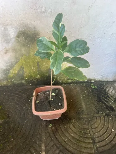 Vende-se planta pequena