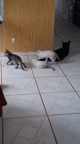 Adoção responsável (Gatinhos)