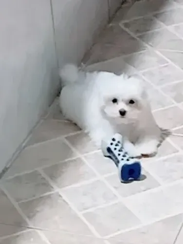 Maltês