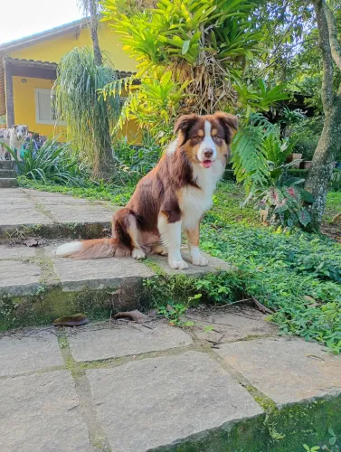 Border Collie macho disponível para acasalamento