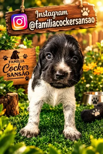 Cocker Spaniel Inglês 