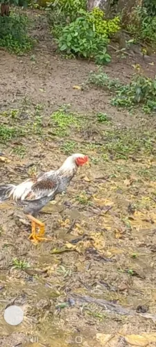 Vendo frango inglês