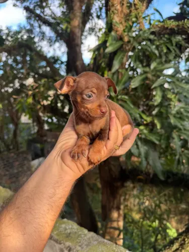 Filhote Pinscher pedigree