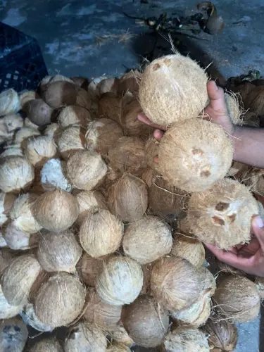 Vende-se coco seco ralado e Unidade