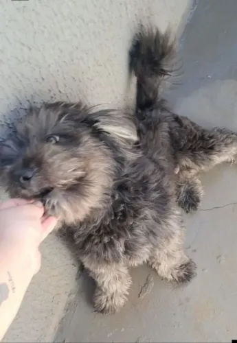 Poodle doação 