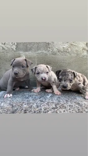 Pitmonster