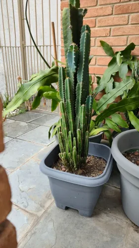 Cactos