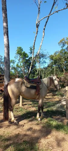 Troco por cavalo marchador 