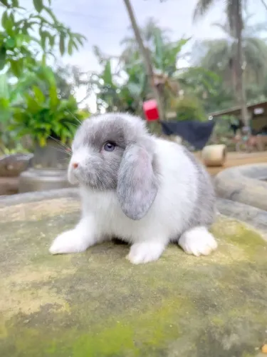 Mini Lop Fêmea Olhos azuis