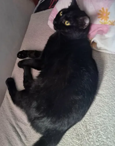 Gata para doação (Fêmea castrada - 2 anos)