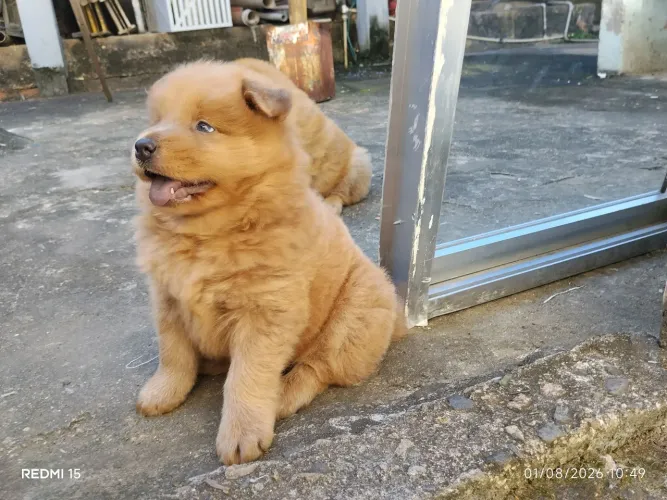 Chow chow fêmea