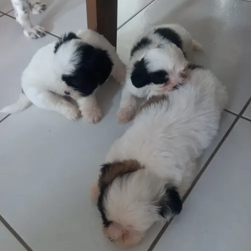 Vendas