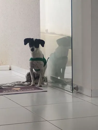 Cachorro para doação 