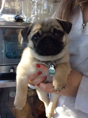 Pug Um cachorrinho fora do comum