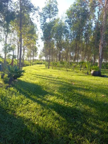 Fazenda 305ha, 65ha de pastagem com optidão para lavoura - Gaúcha do Norte  MT