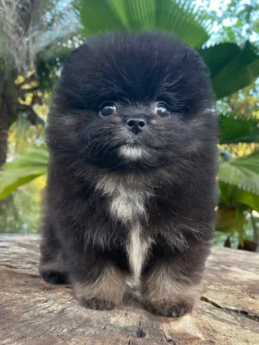 Filhote Macho Lulu da Pomerania