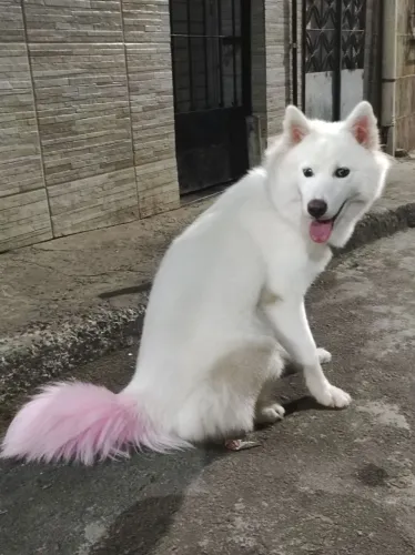 Husky Siberiano Fêmea para Cruza