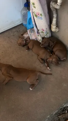 Filhote de pitbull