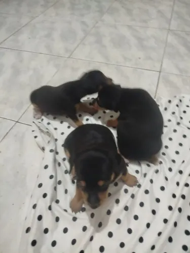 Animais de estimação 