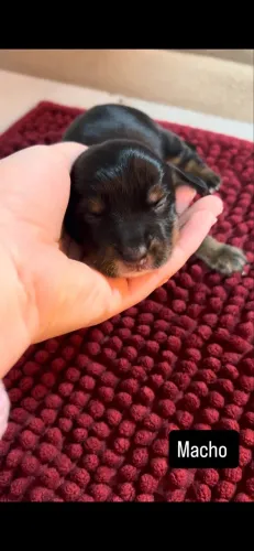 Vendo cachorro salchicha
