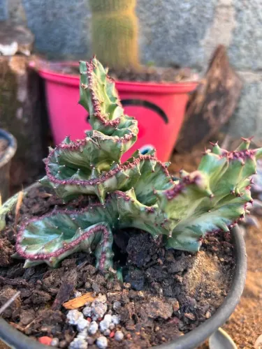 Plantas