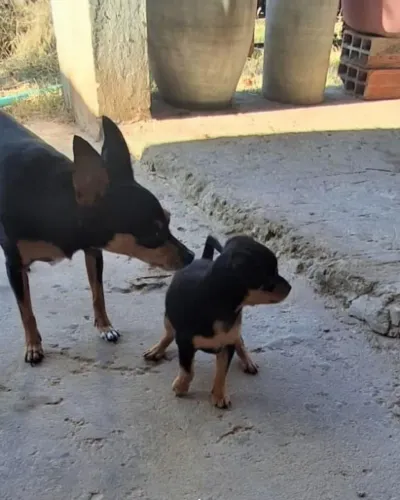 Vendo filhotes Pinscher Fêmeas