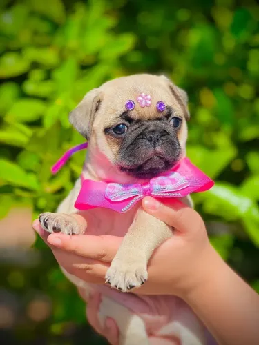 Pug,Pug Filhote Estrutura Perfeita Disponível