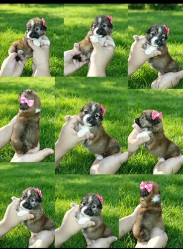 shipoo linda femea miniatura, leva pra todo lugar