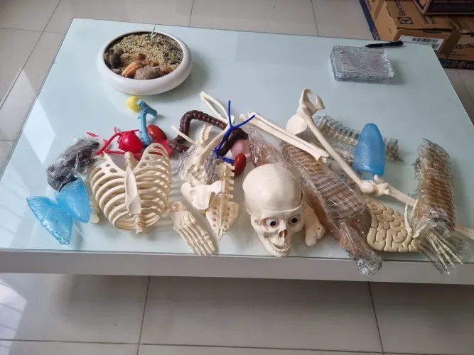 Corpo humano Salvat