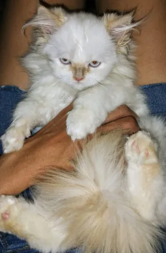 Gata