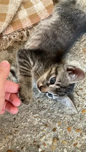 Doação de gatos filhotes