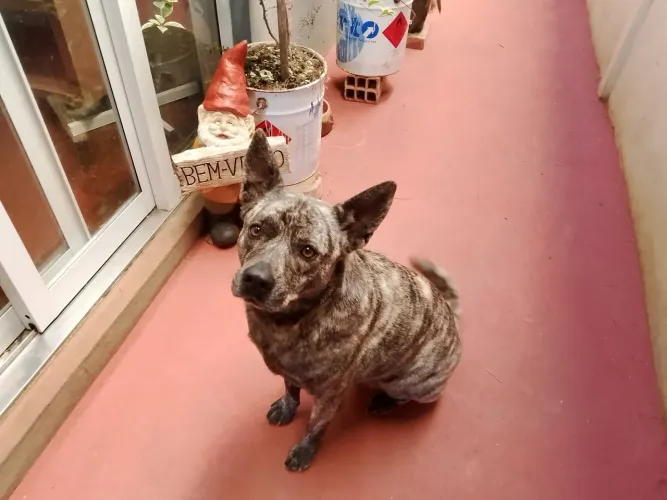 Doa-se BLUE Heeler fêmea
