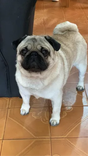 Pug macho