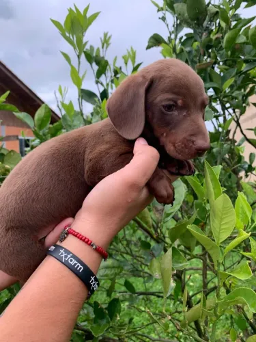 Dachshund chocolate macho