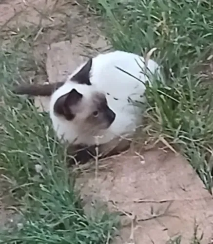 estou procurando esse gato ele fugiu nessas imediações do bairro marcos freire 
