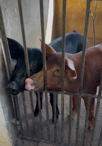 Duroc e Black F1