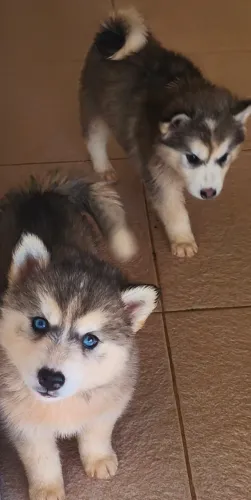 husky siberiano