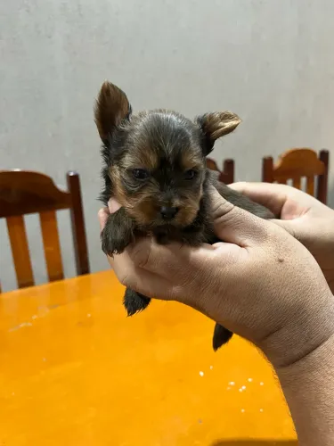 Pet