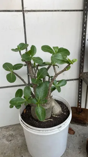 Rosa do deserto - Arabicum 