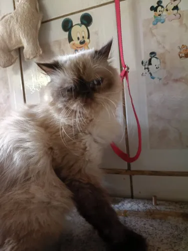 Gata persa femea