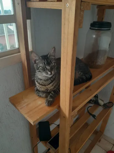 Gato