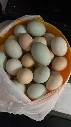 Dúzia de ovos de pato (não galados) 