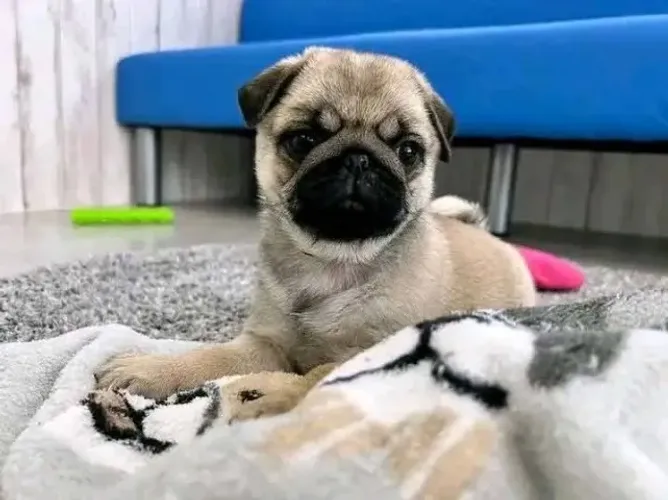 Filhote de cachorro pug vacinado e vermifugado com garantia