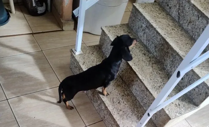 Dachshund ( Basset 1 ano)