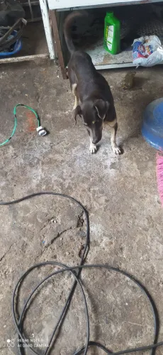 vadela rachada com pintch